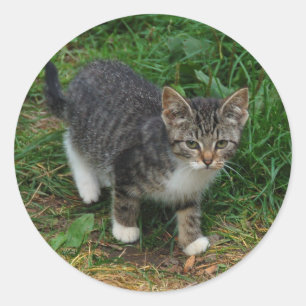 Tiger Striped Kitten Stickers