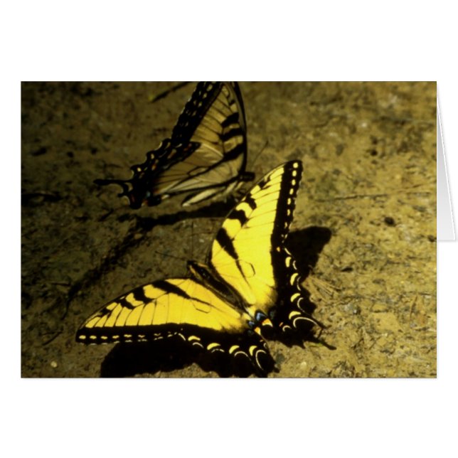 Tiger Swallowtail Butterflies (Front Horizontal)