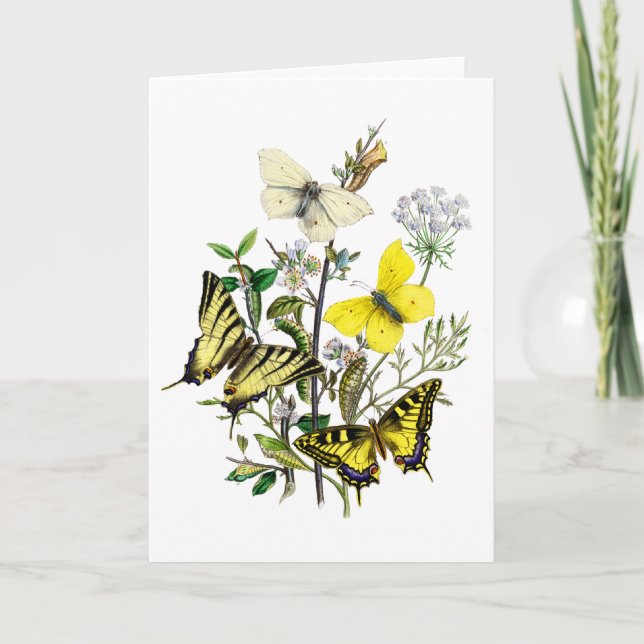 Tiger Swallowtail Butterflies Card (Front)