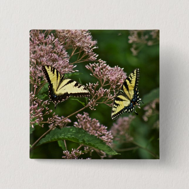 Tiger Swallowtail Butterflies on Joe Pye Weed 2 Inch Square Button (Front)