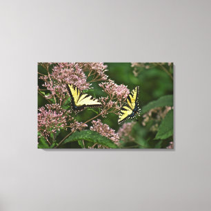 Tiger Swallowtail Butterflies on Joe Pye Weed Canvas Print