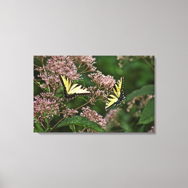 Tiger Swallowtail Butterflies on Joe Pye Weed Canvas Print (Front)