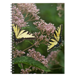 Tiger Swallowtail Butterflies on Joe Pye Weed Notebook