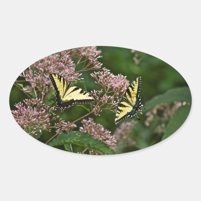 Tiger Swallowtail Butterflies on Joe Pye Weed Oval Sticker (Front)