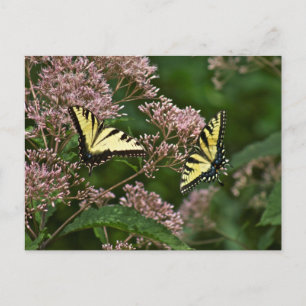 Tiger Swallowtail Butterflies on Joe Pye Weed Postcard