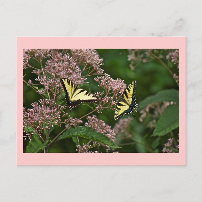 Tiger Swallowtail Butterflies on Joe Pye Weed Postcard (Front)