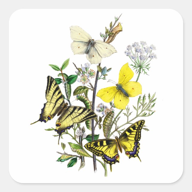 Tiger Swallowtail Butterflies Square Sticker (Front)