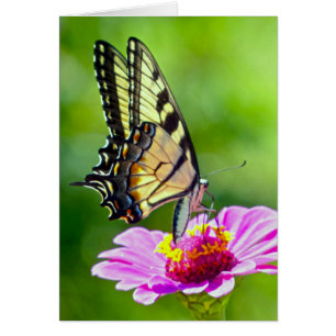 Tiger Swallowtail Butterfly