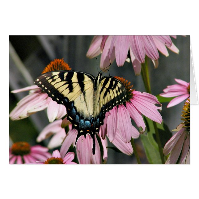 Tiger swallowtail butterfly (Front Horizontal)