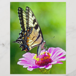 Tiger Swallowtail Butterfly