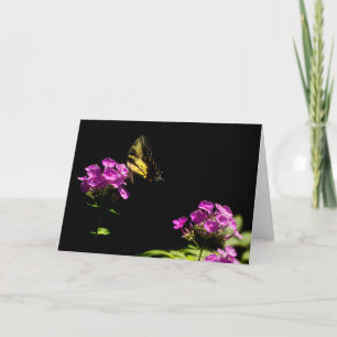 Tiger Swallowtail Butterfly On Phlox in Summer Card