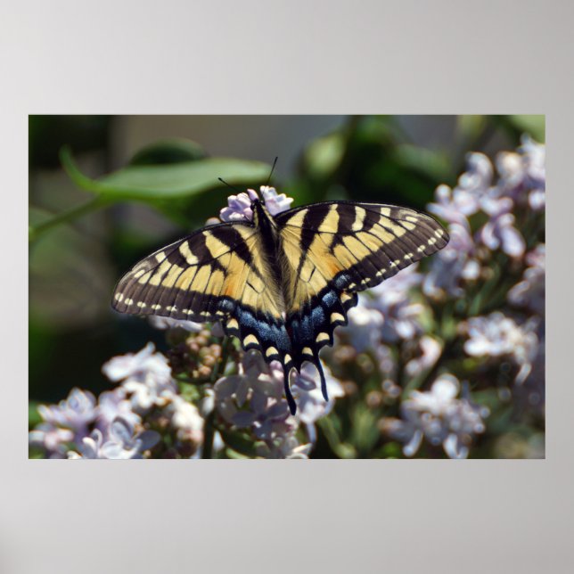 Tiger Swallowtail Butterfly on Wildflowers Poster (Front)
