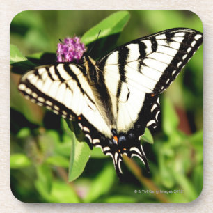 Tiger Swallowtail Butterfly. Papilio glacus. Coaster