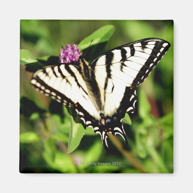 Tiger Swallowtail Butterfly. Papilio glacus. Magnet (Front)