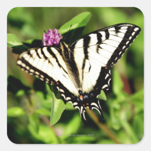 Tiger Swallowtail Butterfly. Papilio glacus. Square Sticker