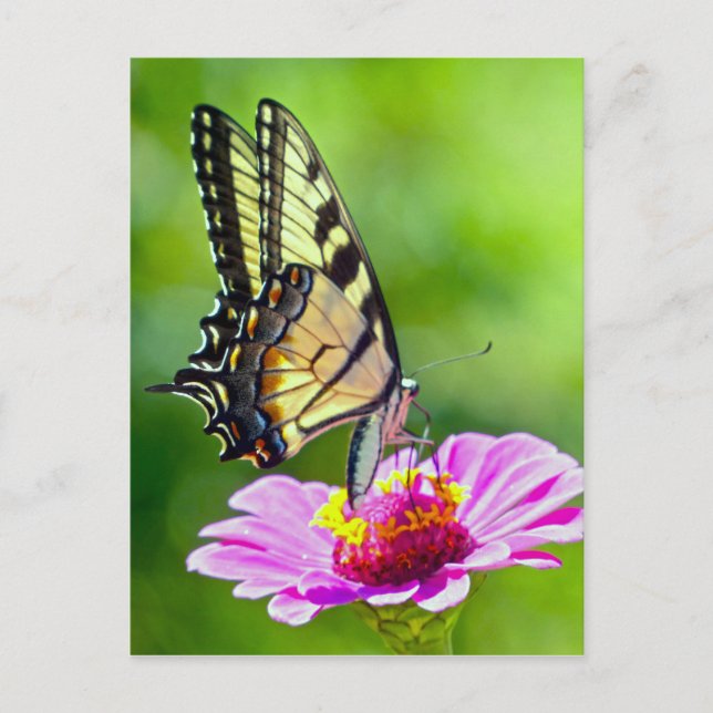 Tiger Swallowtail Butterfly Postcard (Front)