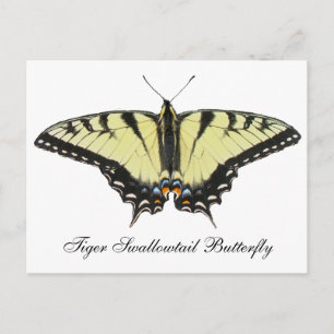 Tiger Swallowtail Butterfly Postcard
