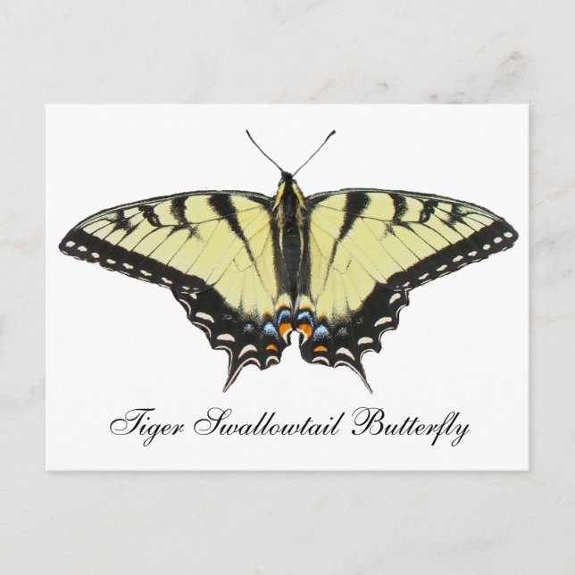 Tiger Swallowtail Butterfly Postcard (Front)