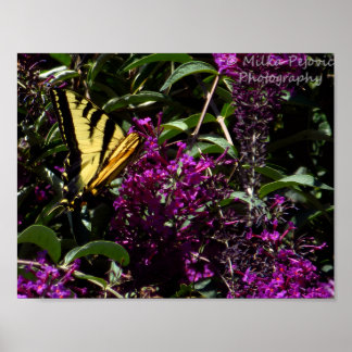 Tiger Swallowtail Butterfly Poster