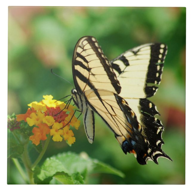 Tiger Swallowtail Butterfly Tile (Front)