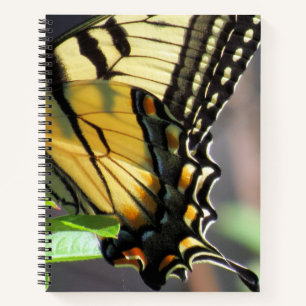 Tiger Swallowtail Butterfly Wing - 8.5 x 11, 8.5 Notebook
