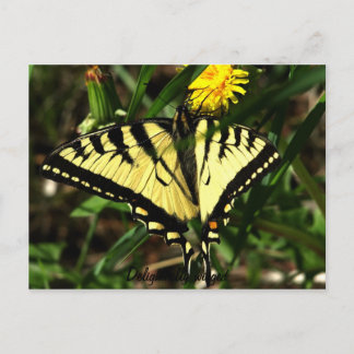 Tiger Swallowtail-delightfully winged Postcard
