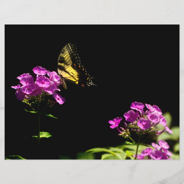 Tiger Swallowtail on Phlox (Front)