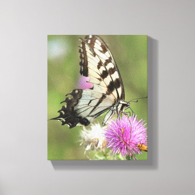 Tiger Swallowtail on Thistle Canvas Print (Front)