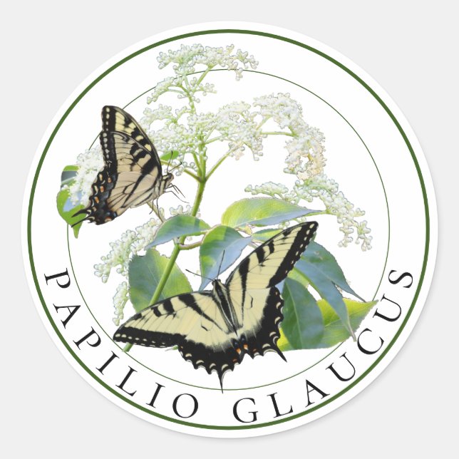 Tiger Swallowtail Papilio Glaucus on Elderberry Classic Round Sticker (Front)