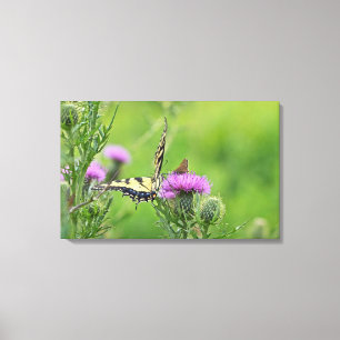 Tiger Swallowtail & Skipper Butterflies on Thistle Canvas Print