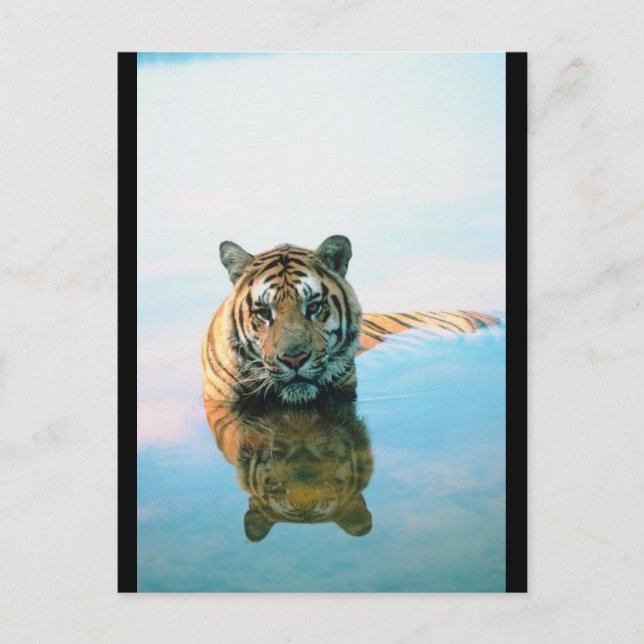 Tiger Swimming Postcard (Front)