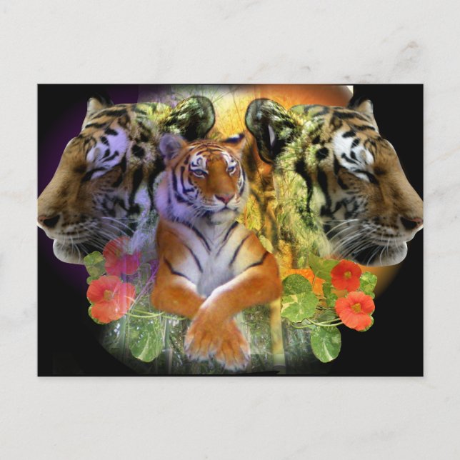 Tiger Symmetry zoo Postcard (Front)