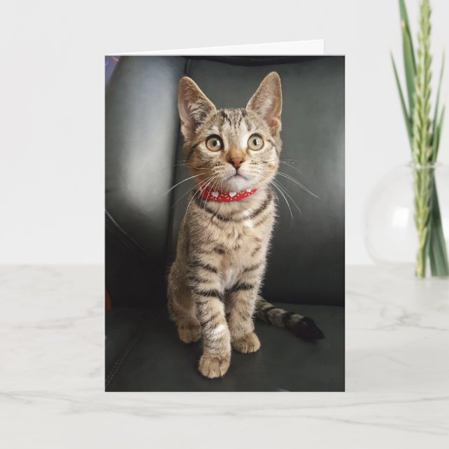 Tiger Tabby Kitten Birthday or All Occasion Card (Front)