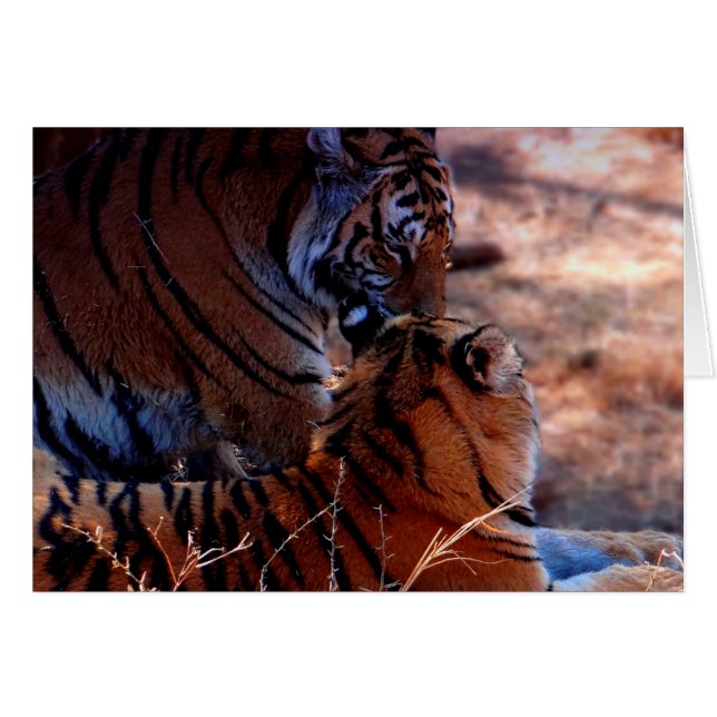 Tiger Tenderness Gifts (Front Horizontal)