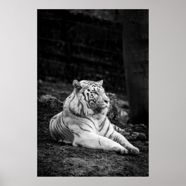 TIGER THINKING POSTER (Front)