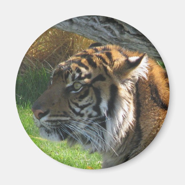 Tiger Tiger Magnet (Front)
