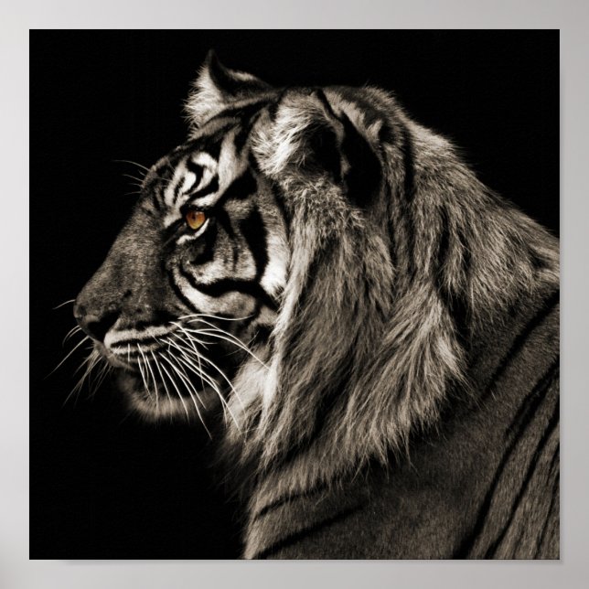 Tiger, Tiger Poster (Front)