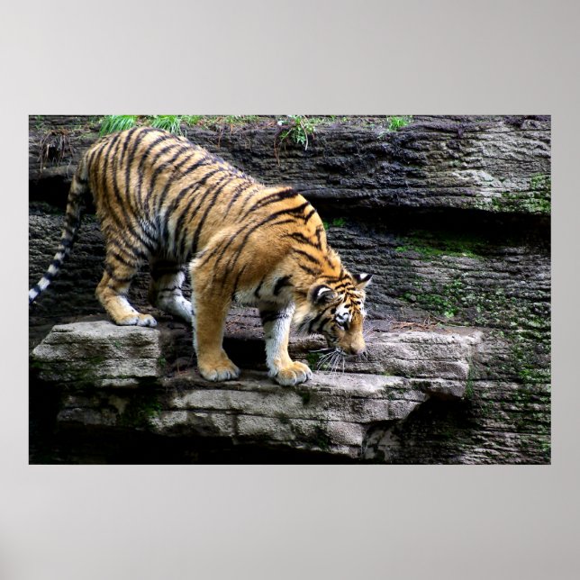 Tiger - Tiger Scaling down the Cliff Poster (Front)