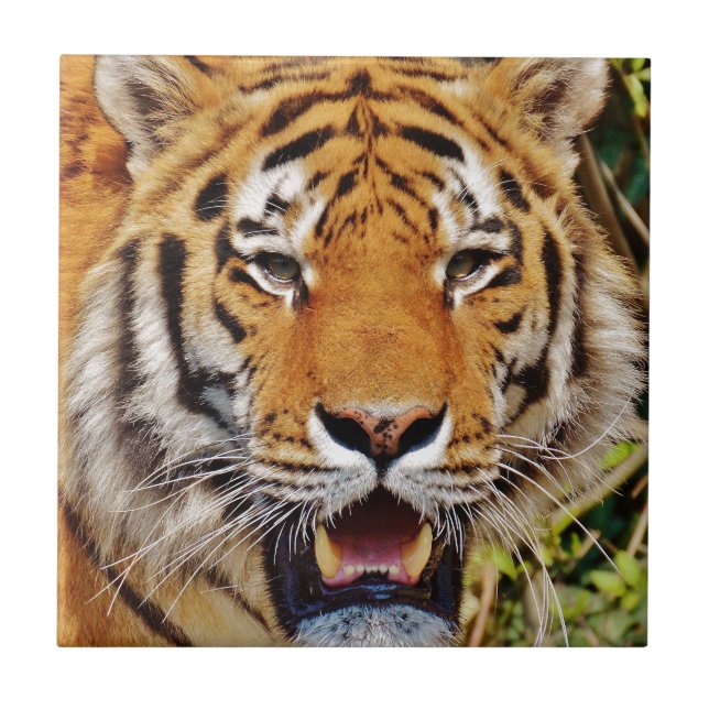 Tiger Tile (Front)