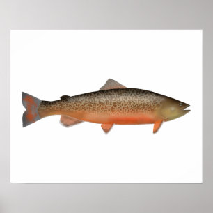 Tiger Trout Poster