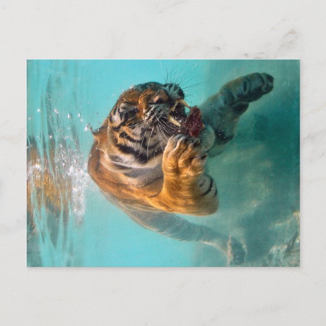 Tiger Underwater Postcard (Front)