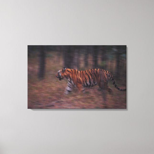 Tiger Walking through Forest Canvas Print (Front)
