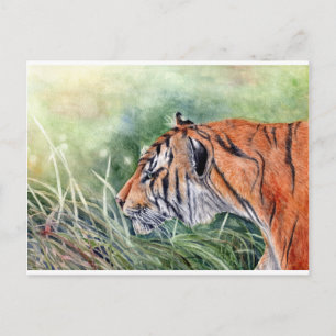 Tiger Walking through Jungle Postcard
