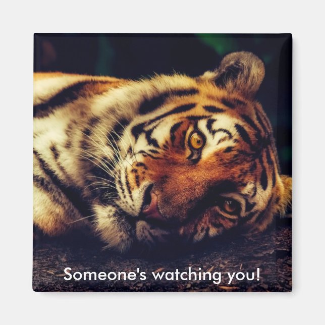 Tiger Watching You Magnet (Front)