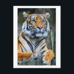 Tiger Wild Animals Life Photography Postcrossing Postcard<br><div class="desc">Tiger Wild Animals Wild Life Postcrossing Photography Postcard</div>