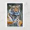 Tiger Wild Animals Life Photography Postcrossing