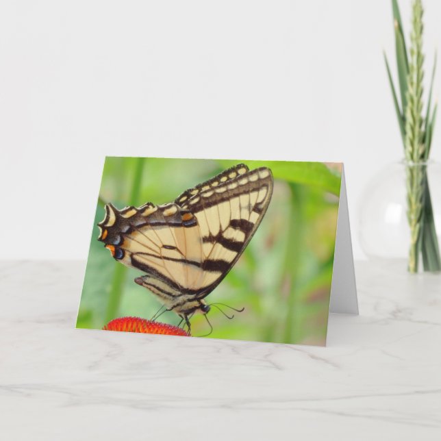 Tiger Wings - Butterfly Holiday Card (Front)