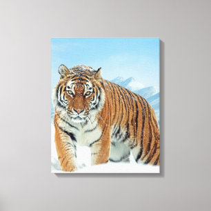 Tiger Winter Snow Mountains Nature Photo Canvas Print