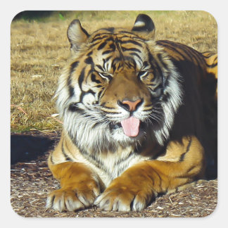 Tiger with a ‘tude square sticker