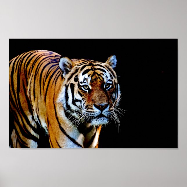 Tiger With Black Background Poster (Front)